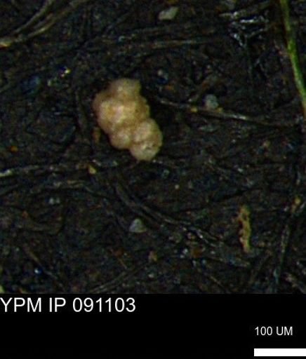 Verneuilinoides kansasensis