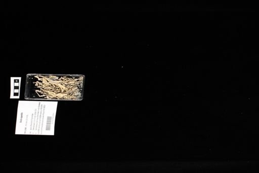 Anolis equestris