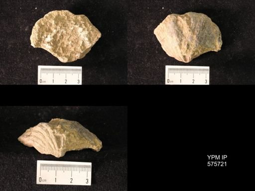 Spirifer cameratus?