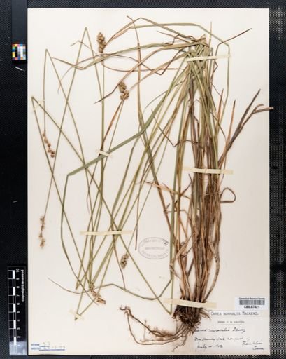 Carex normalis