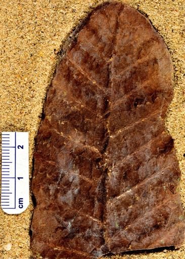 Pecopteris sp.