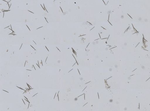 Haliclona