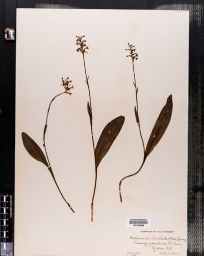 Habenaria clavellata