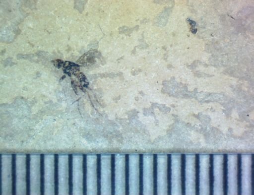 undet. Diptera