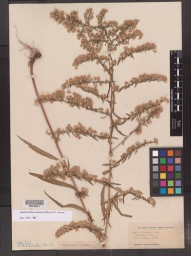 Symphyotrichum racemosum