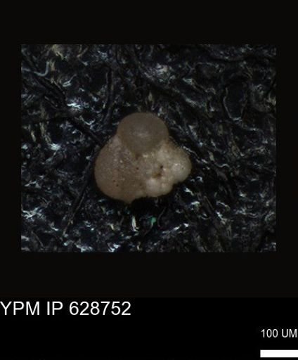 undet. Foraminiferida