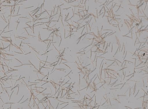 Neopetrosia carbonaria