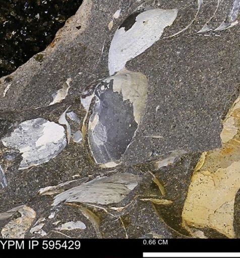 Protocardia sp.