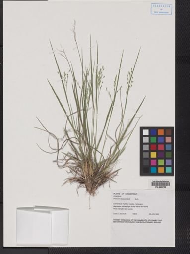 Panicum depauperatum
