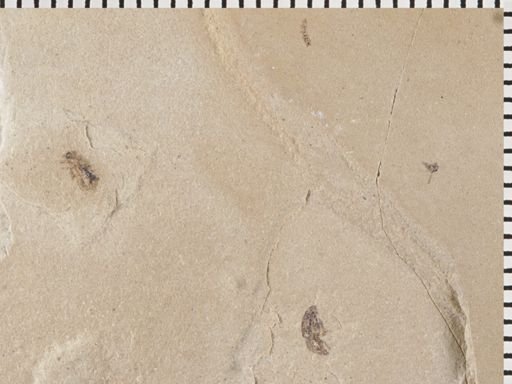 undet. Diptera