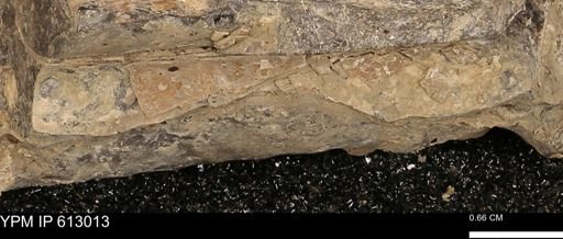 Baculites sp.