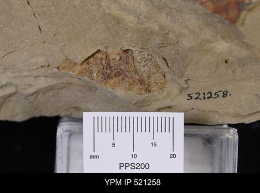 undet. Asterozoa