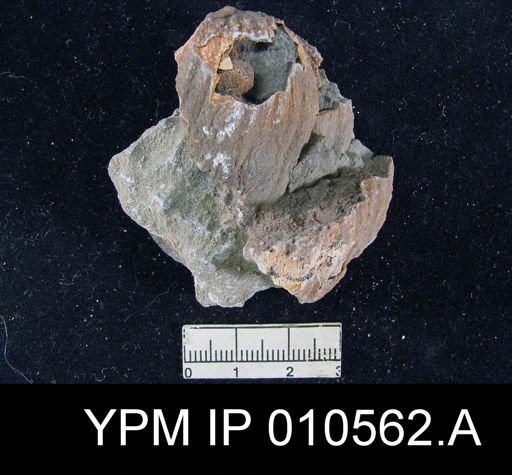 Productus indicus