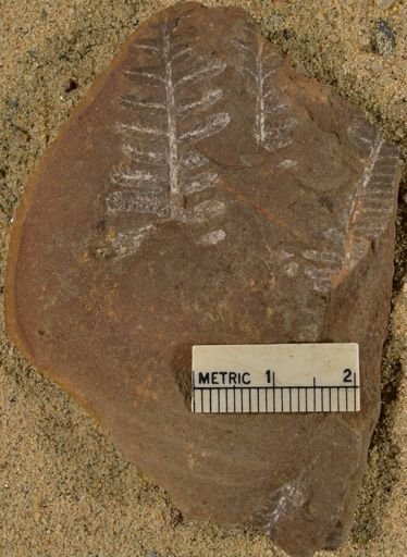 Pecopteris