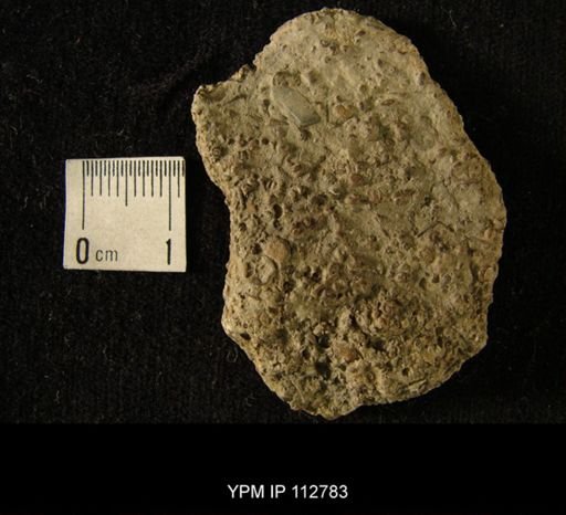 Cyclora sp.