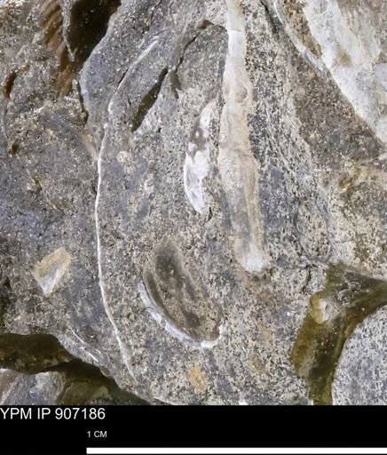 undet. Bivalvia