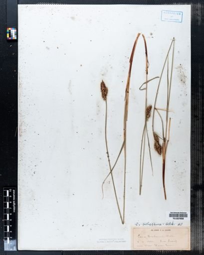 Carex buxbaumii