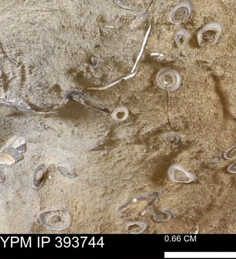 undet. Serpulidae