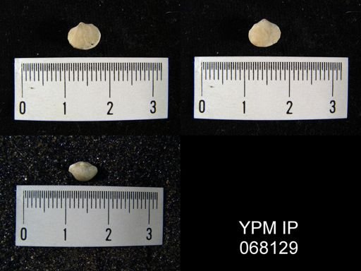 Dalmanella crassa