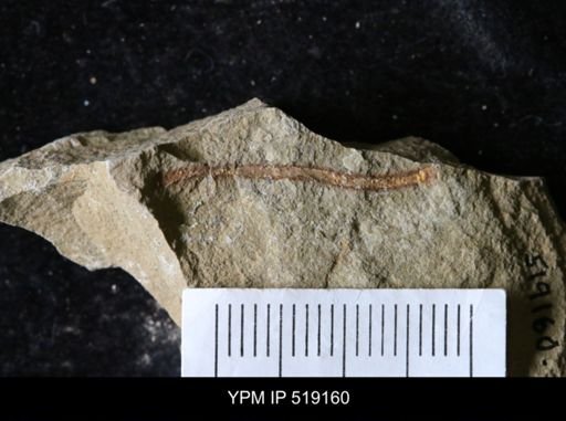 undet. Ichnofossil
