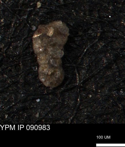 Ammobaculoides whitneyi