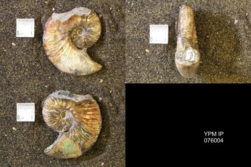 Hoploscaphites comprimus