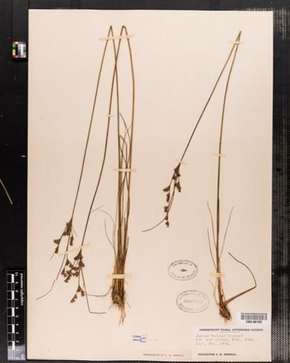 Juncus dudleyi