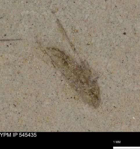 undet. Insecta