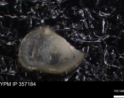 undet. Ostracoda
