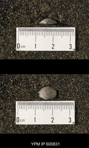 Chonetes scitulus