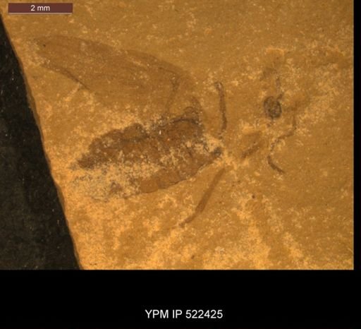 Bibionidae