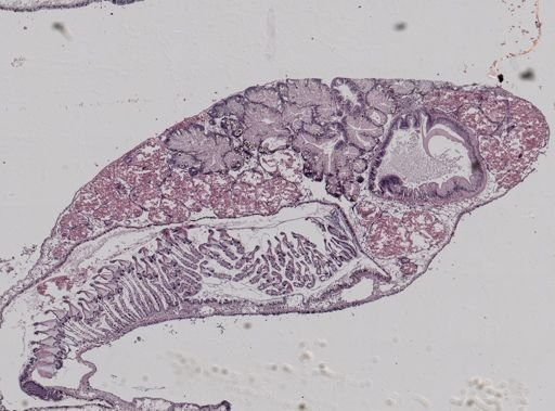 Crepidula fornicata