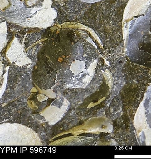 undet. Bivalvia