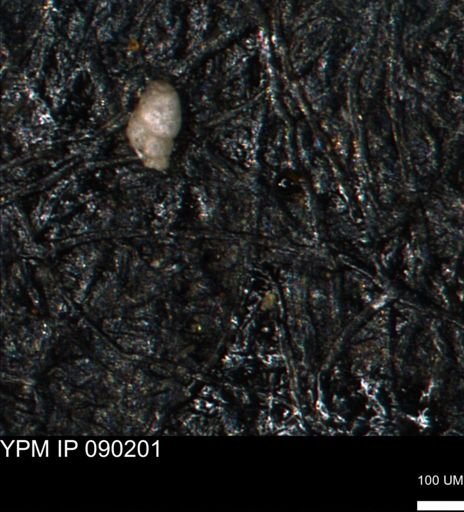 Bimonilina variana