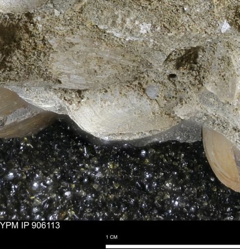 Limopsis striatopunctatus