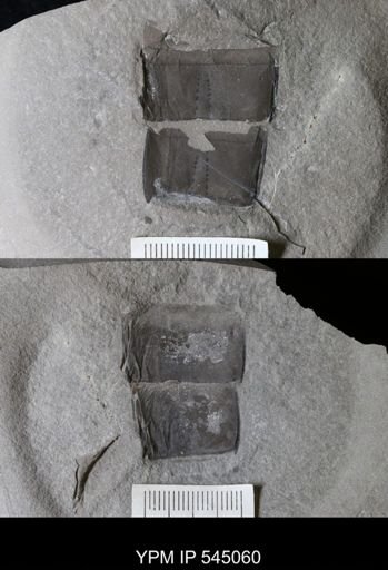 Eurypterus sp.