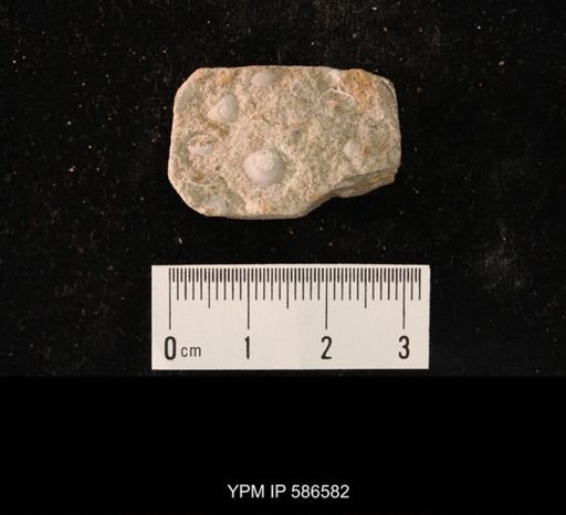 Finkelnburgia osceola