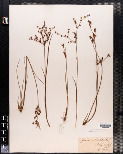 Juncus articulatus