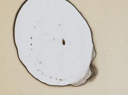 Mytilina ventralis