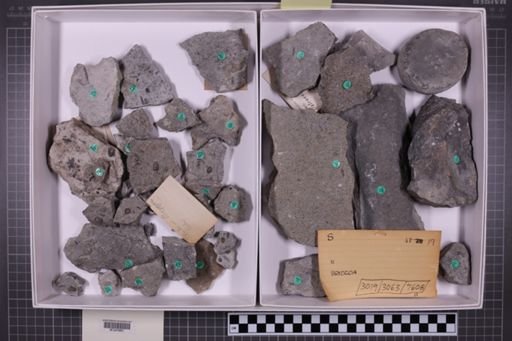 mixed taxa, stratigraphic collection