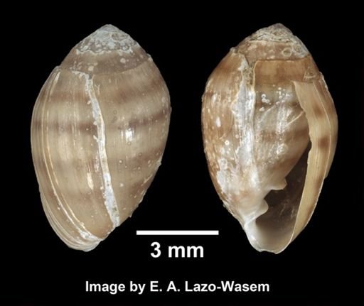 Melampus bidentatus