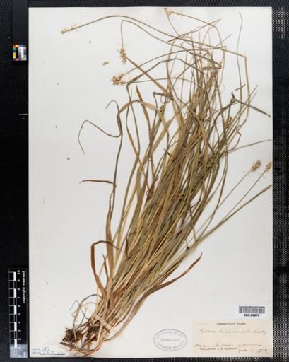 Carex cephaloidea