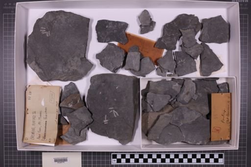 mixed taxa, stratigraphic collection