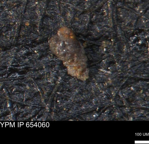 Verneuilinoides hectori