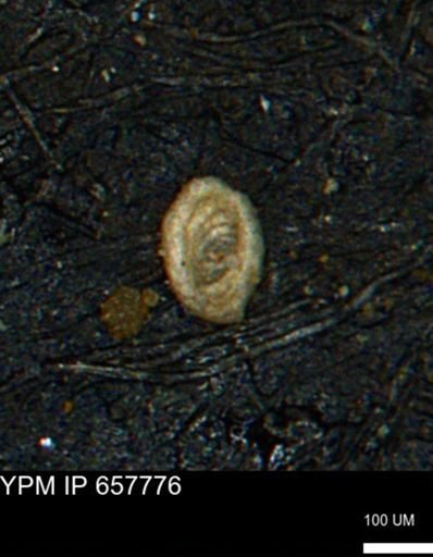 Spirolocammina subcircularis