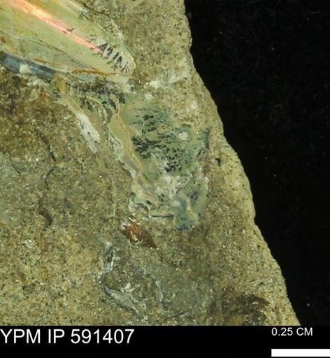 undet. Ammonoidea