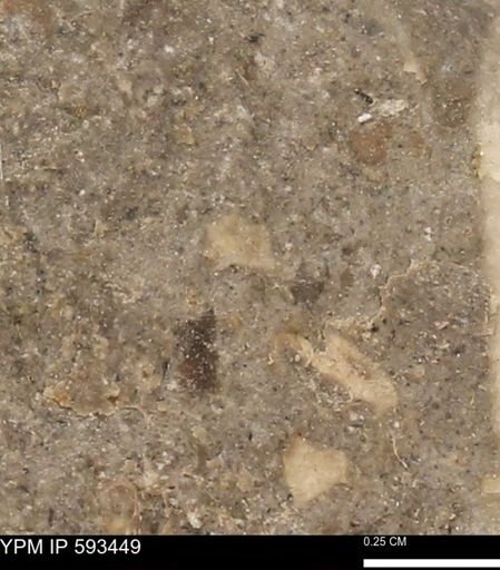 taxon undetermined