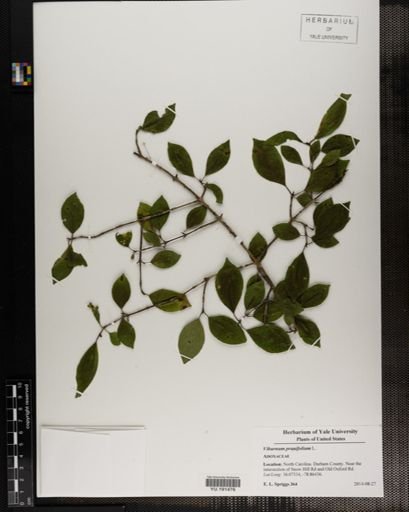 Plantae