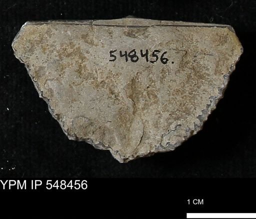 Stropheodonta kemperi