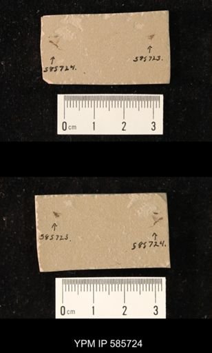 undet. Hymenoptera